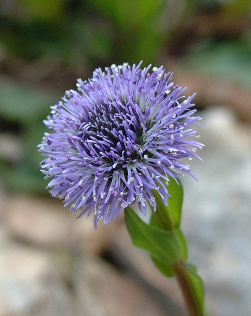 Globularia bisnagarica (=Globularia punctata) / Vedovelle dei prati